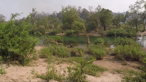 Water Buffalo Bathing in Mekong River in dry season, Don Khon, Si Phan Don, Laos Видео 280354060