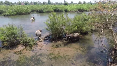 Water Buffalo Bathing in Mekong River in dry season, Don Khon, Si Phan Don, Laos Video stock 281490256