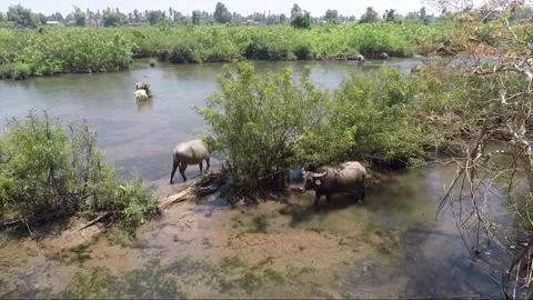 Water Buffalo Bathing in Mekong River in dry season, Don Khon, Si Phan Don, Laos Stock Footage 281494785