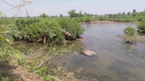 Water Buffalo Bathing in Mekong River in dry season, Don Khon, Si Phan Don, Laos 스톡 동영상 281500382