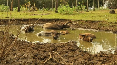 Water buffalo bathing in mud Stock Footage 88157132