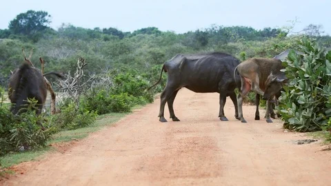 Water Buffalo Blocking the Road in Yala National park Stock-Footage 84485457
