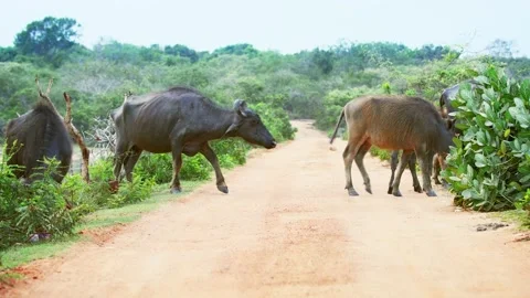Water Buffalo Blocking the Road in Yala National park Stock Footage 153333286