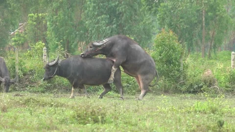 Water Buffalo Breeding Stockbeeldmateriaal 156387983