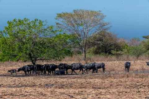 The water buffalo Bubalus bubalis or domestic buffalo is a large bovid nati.. Stock Photos