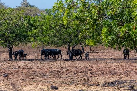 The water buffalo Bubalus bubalis or domestic buffalo is a large bovid nati.. Foto stock