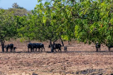 The water buffalo Bubalus bubalis or domestic buffalo is a large bovid nati.. Foto stock