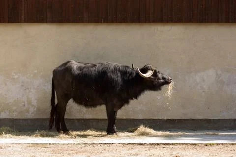 Water buffalo (Bubalus bubalis) Stock Photos
