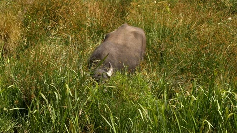 Water buffalo Bubulas bubulis grazing wet rank vegetation Stock Footage 108057902