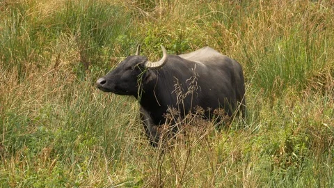 Water buffalo Bubulus bubulis grazing amongst rank vegetation Stock Footage 87048791