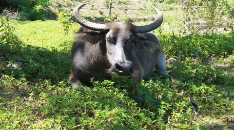 Water buffalo - cattle Stock Footage 710019