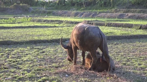 Water Buffalo chew straw. Stock Footage
