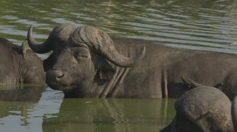 Water buffalo chewing Stock Footage 30558215