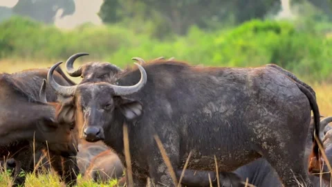 Water buffalo close-up face, large scars from fighting 스톡 동영상 307671217