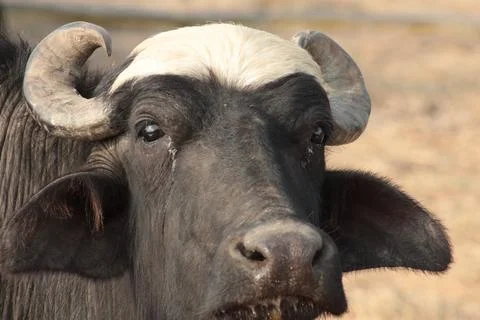 Water Buffalo close Up Stock Photos