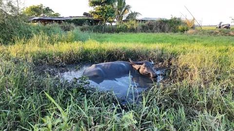 Water Buffalo Cooling in Nature Stock Footage 291393142