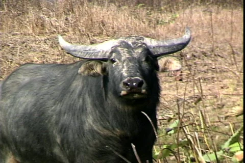 Water Buffalo-cu Видео 821028