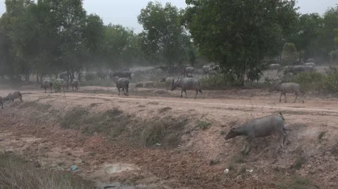 Water buffalo in the dust Stock Footage 61554127