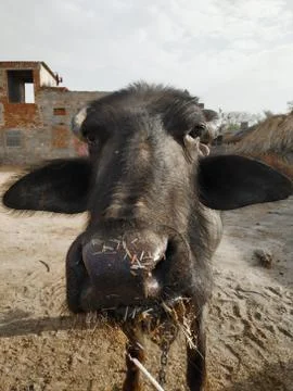 Water buffalo eating straw on the outskirts of Jaipur, Rajasthan, India Stock Photos