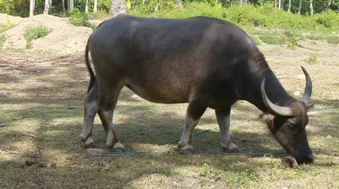 Water buffalo feeds on grass Stock Footage 710222