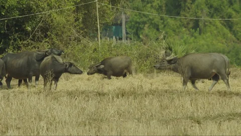 Water Buffalo in a field 4k Stock Footage 128762587