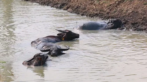 Water Buffalo Flock In Rural Pond Stock Footage 48443576