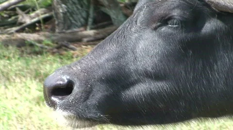 Water Buffalo Stock Footage 573257