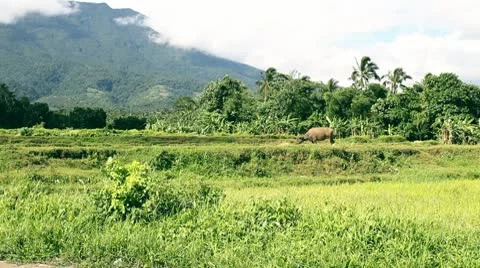 Water Buffalo Stock Footage 10788032