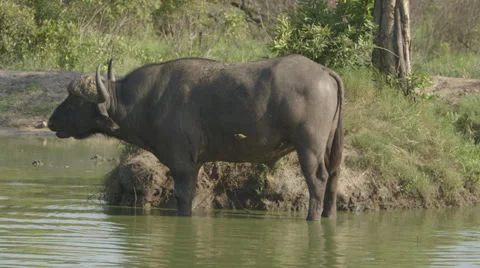 Water buffalo Stock Footage 30553841
