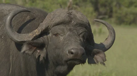 Water buffalo Видео 30583159