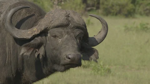 A water buffalo Stock Footage 30584404