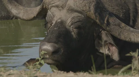 Water buffalo Stock Footage 30587021