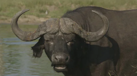 Water buffalo Stock Footage 30587789