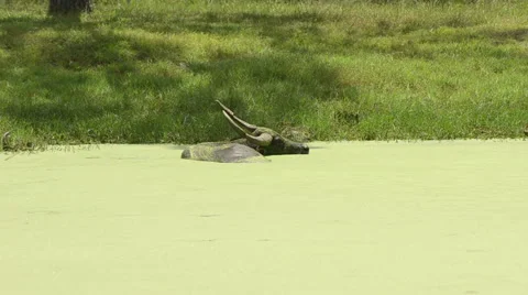 Water buffalo Stock Footage 43169945