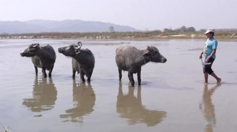 Water Buffalo 動画素材 45997838