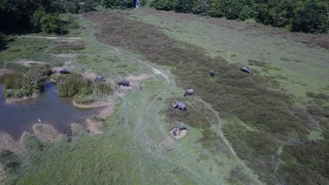 Water Buffalo Vídeo Stock 84791684