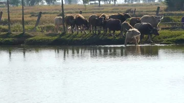 Water buffalo Vídeos de archivo 85620159