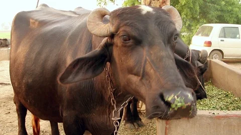 Water Buffalo Stock Footage 86637601