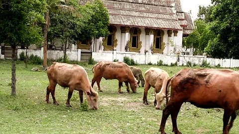 Water buffalo Видео 91756258