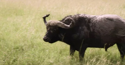 Water buffalo Stockbeeldmateriaal 124671061