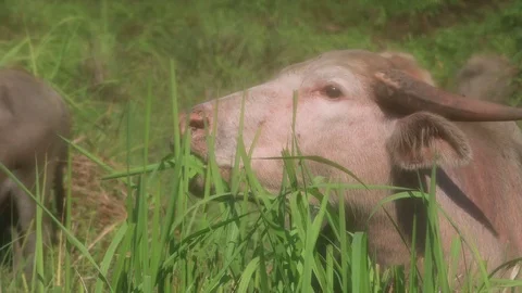 Water Buffalo Video stock 127816072