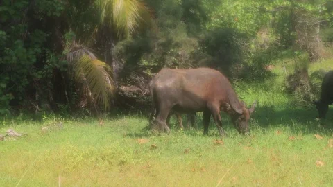 Water Buffalo Video stock 127816080