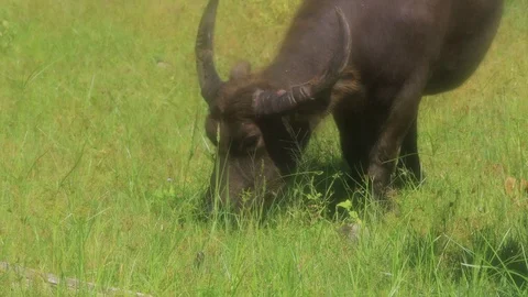 Water Buffalo Video stock 127816130