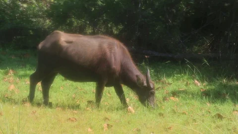 Water Buffalo Stock Footage 128934479