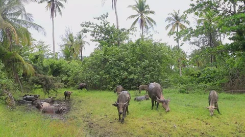 Water Buffalo Stock Footage 129289505