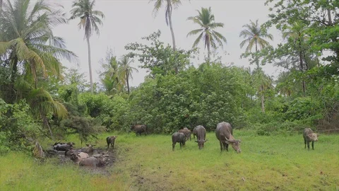 Water Buffalo Stock Footage 129924828