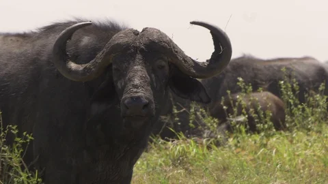 Water Buffalo Stock Footage 130090432