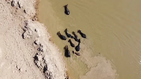 Water buffalo Stock Footage 201911996