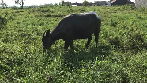 Water Buffalo Stock Footage 224814561
