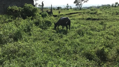 Water Buffalo Stock Footage 224814623